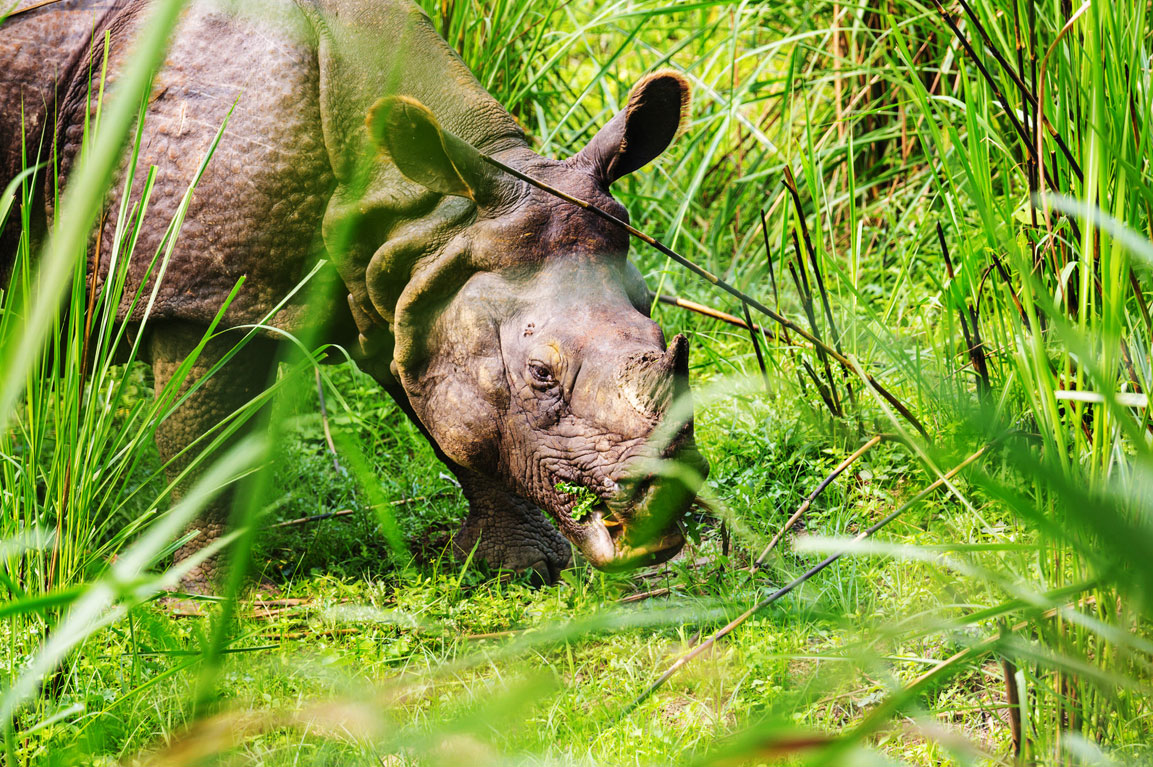 National Park of Assam