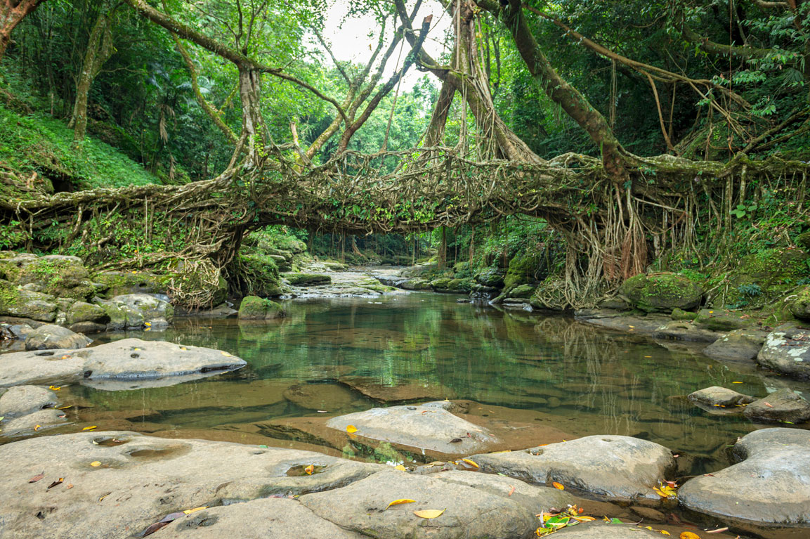 Living Root Bridge Meghalaya