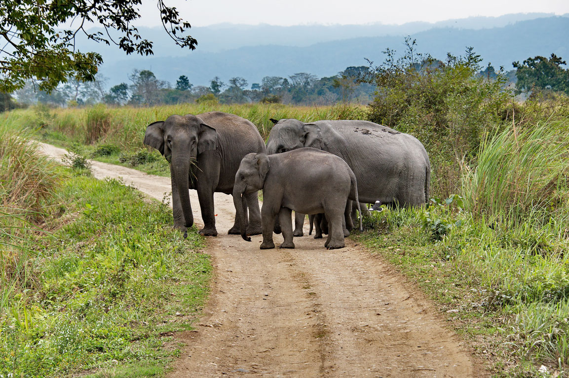 Kaziranga National Park