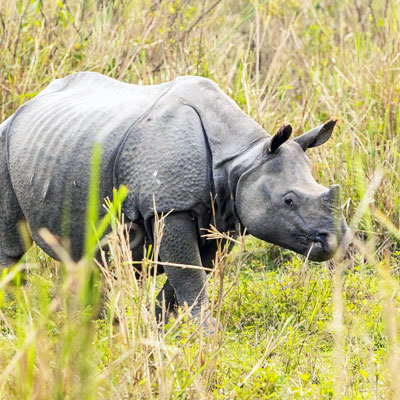 Wildlife Tour Packages